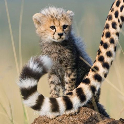 Cheetah cub. Funny Wildlife • Today’s Cuteness brought to you straight from... Cheetah Cub, Baby Cheetah, Cheetah Cubs, Baby Cheetahs, Animal Babies, Awesome Animals, Cat Family, Baby Animals Funny, Cheetahs