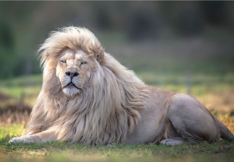 Wildlife Photographer Promotes Lion Conservation With Stunning Portraits Albino Lion, Panthera Leo, Lion Photography, Wild Lion, Beautiful Lion, Lion Wallpaper, African Lion, White Lion, British Wildlife