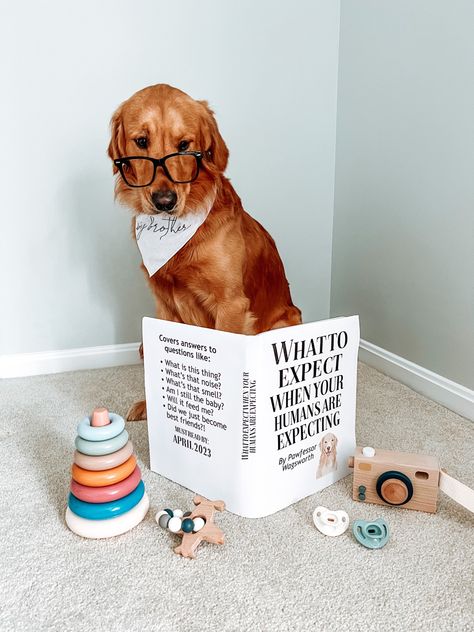 #dog babyannouncement #baby #goldenretriever #puppy Second Dog Announcement, Dog Puppy Announcement, Dog Having Puppies Announcement, Promoted From Dog Grandparent, Dog Themed Gender Reveal, Eating For Two Pregnancy Announcement, Dog Baby Announcing Ideas, Dog Announcement Pregnancy, Dog Big Brother Announcement