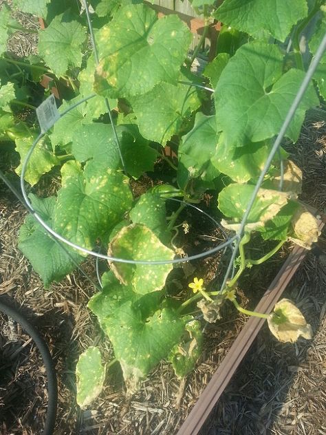 Hometalk :: Yellowing Leaves and Brown Spots on Cucumber Plants Cucumber Leaves Turning Yellow, Yellow Leaves On Plants, Garden Cucumbers, Patio Planting, Cucumber Plants, Garden 101, Plant Leaves Turning Yellow, Ann Perkins, Cucumber Gardening