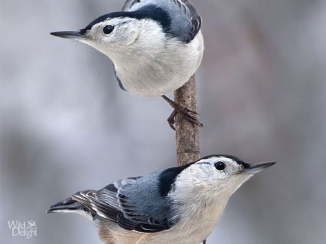 White-breasted Nuthatch Ontario Garden, White Breasted Nuthatch, Ontario Birds, Ohio Birds, Nuthatches, Black Oil Sunflower Seeds, Bird Carving, Garden Birds, Bird Book