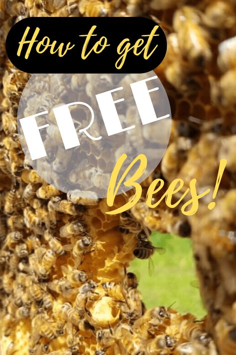 How To Attract Bees To A Hive, How To Start A Bee Hive Beekeeping For Beginners, How To Raise Bees For Honey, Raising Bees For Beginners, Bee Hotels Diy, Bee Keeping For Beginners, Diy Bee Hive, Water For Bees, How To Start Beekeeping