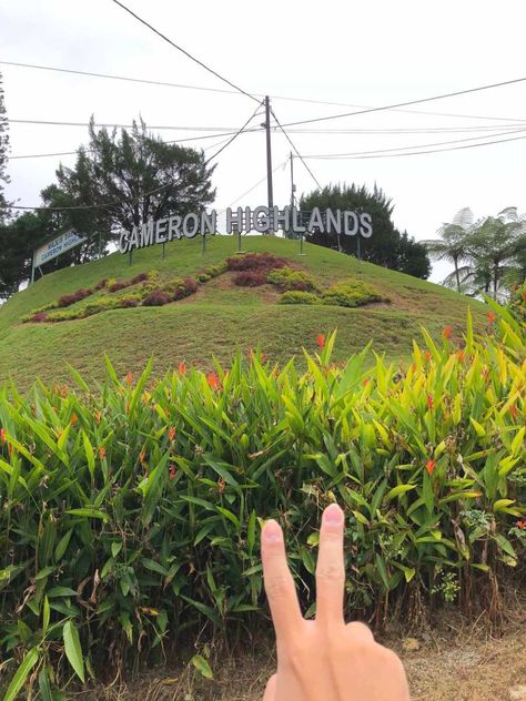 Cameron Highlands Aesthetic, Cameron Highlands Malaysia, Cameron Highland, Kuala Lumpur Travel, Malaysia Travel Guide, Cameron Highlands, Backpacking Asia, 800m, Malaysia Travel