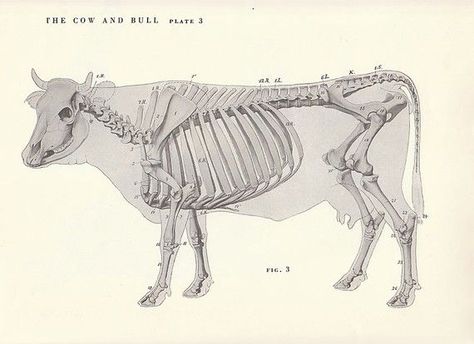 Vintage Cow and Bull Side Skeletal View Illustration Book Page Cow Skeleton, Cow Sketch, 3d Wall Art Sculpture, Animal Skeleton, Skeleton Anatomy, Skeleton Drawings, Nature Collage, Animal Skeletons, Skeleton Illustration