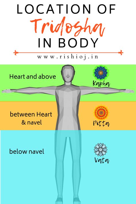 Tridosha theory of Ayurveda: Where are the 3 doshas - Vata, pitta and Kapha located? Tridosha Ayurveda, Ayurveda Tridosha, Hindu Teachings, Ayurveda Hair Care, Yoga Chart, Ayurveda Vata, Hindu Vedas, Body Facts, Vata Pitta