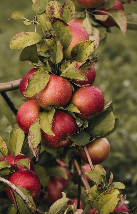 September Apples, Apple Asthetics Wallpaper, September Photos, Fall Apple Picking, Autumn Apples, Early Autumn, Apples Aesthetic, Early Fall Aesthetic, September Vibes