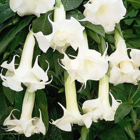 Angels Trumpets 'Fragrant White' Angel Trumpet Plant, Angel Plant, Angel Flowers, Gardenia Plant, Trumpet Flower, White Van, Angel Trumpet, Trumpet Vine, Fragrant Plant