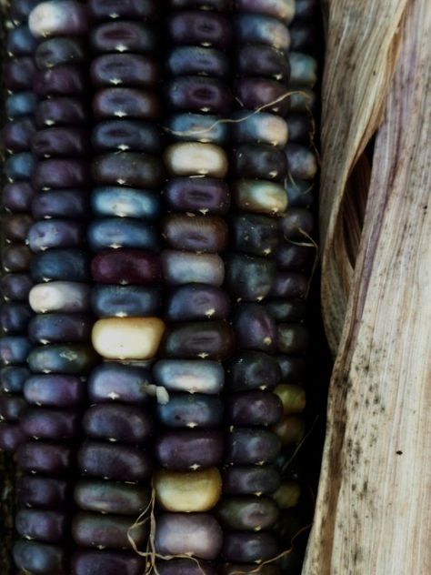 Blue Corn. Corn Seed, Indian Corn, Blue Corn, Corn On The Cob, Patterns In Nature, Color Textures, Fruits And Veggies, Fruits And Vegetables, Color Inspiration