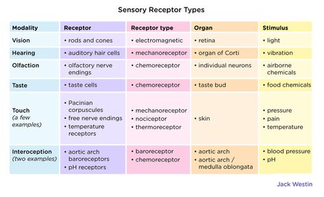 Receptors Types, Sensory Organs, Sensory System, College Education, Medical School Studying, Medical School Essentials, 5 Senses, Education College, Flow Chart