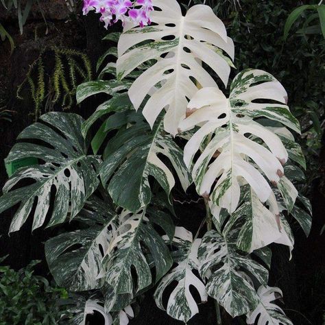 Indoor Green Plants, Plant Lights, Variegated Monstera, Alocasia Plant, Monstera Albo, Swiss Cheese Plant, Plant Light, Variegated Plants, Plant Aesthetic