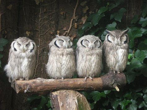 4 owls Awesome Owls, Christmas Picture, Owl Photos, Hoot Owl, Owl Pictures, Beautiful Owl, Owl Bird, Wise Owl, Baby Owls