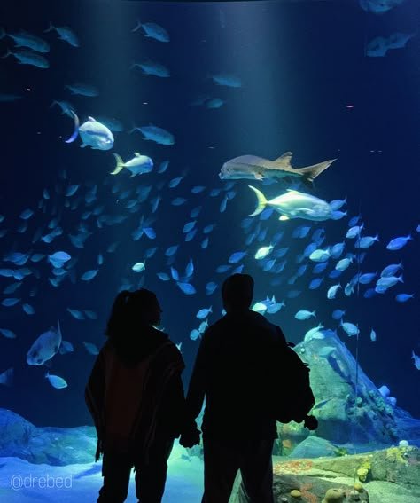 Couple romance newyork NY aquarium date fish ocean museum travel cute inspo goals blue light water holding hands insta instagram story post background screensaver Aquriam Date, Couple At Aquarium, Aquarium Couple Photos, Date Aquarium, Aquarium Aesthetic Couple, Couple Museum Date, Blue Couple Aesthetic, Travel Goals Relationship, Traveling Couple Aesthetic