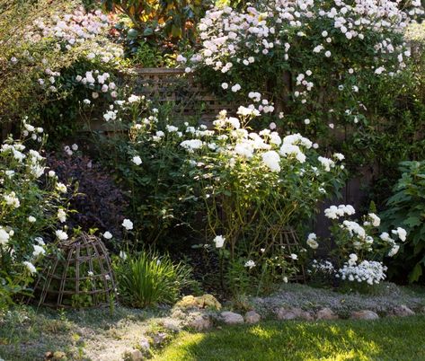 My rose garden on a budget. Photograph by Mimi Giboin. Rose Garden Design Ideas, Rose Garden Landscape, Townhouse Garden, Rose Garden Design, Diy Rose, Front Yard Garden Design, California Garden, Flower Garden Design, The Simple Life