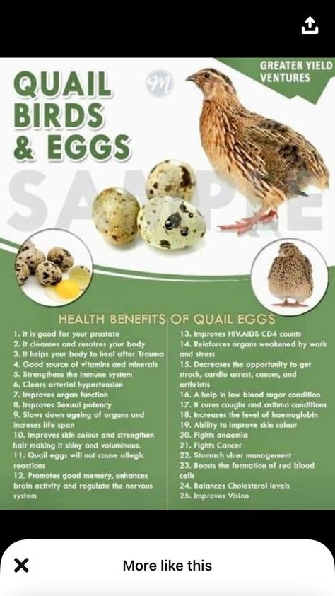 Benefits Of Quail Eggs, Quail Eggs Benefits, Quail Egg Recipes, Quail Care, Quail Raising, Quail Farming, Quail Pen, Quail Recipes, Button Quail