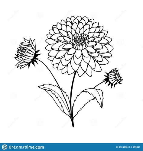 Dahlia Flowers. Vector Stock Illustration Eps10. Hand Drawing, Outline. Isolate on a White Background. Stock Vector - Illustration of spring, graphic: 212489611 Dahlia Flower Tattoos, Flower Drawing Simple, Dahlia Flowers, Flowers Vector, Plant Vector, Black And White Sketches, Black And White Background, Hand Drawn Flowers, Dahlia Flower