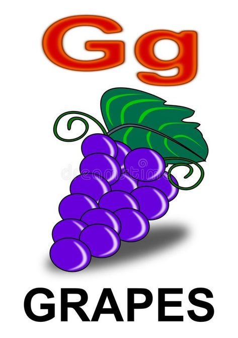 G Is For Grapes, Grapes Illustration, Nature Alphabet, Letter Photography, Letter G, School Life, Stock Photography, Stock Illustration, Grapes