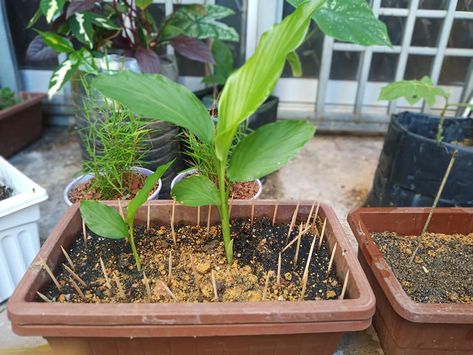 Tanam Pokok Kunyit Punyalah Senang. Beli Kunyit Hidup, Biar Bertunas, Tanam! - Vanilla Kismis Hydroponics, Terrarium, Planting, Vanilla, Plants, Quick Saves