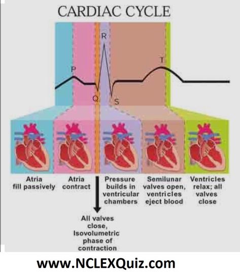 Phases of Cardiac Cycle PQRST Heart Rhythm Interpretation Physiology of the Heart Cardiac Cycle Divided into seven phases (and duration of phases) 1)Atrial Systole (0.11s – 0.53s) 2)Isovolumetric Ventricular Contraction (0.05s )3)Rapid Ventricular Ejection (0.22-0.27s) 4)Reduced Ventricular Ejection (0.22-0.27s) 5)Isovolumetric Ventricular Relaxation (0.08s) 6) Rapid Ventricular Filling (0.11s) 7) Reduced Ventricular Filling (0.19s)  Cardiac Conduction System Animation  Normal sinus rhythm on an Cardiac Cycle Notes, Ekg Tech, Cardiac Cycle, Paramedic School, Nursing Information, Cardiac Nurse, Heart Rhythm, Nursing Life, Nursing Mnemonics