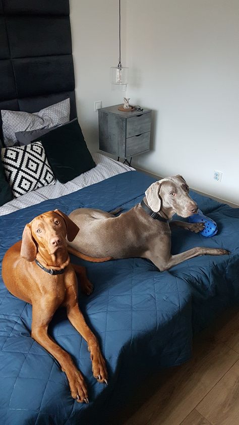 Vizla Weimaraner, Vizsla Weimaraner, Bohemian Shepherd, Pets Aesthetic, Weimaraner Puppies, Vizsla Dog, Beautiful Dog Breeds, Dog Breeds List, Hungarian Vizsla