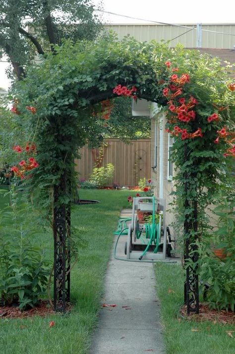 Trumpet Vine Trellis Ideas, Vines Garden, Trumpet Creeper, Wire Fences, Creepers Plants, Vine Trellis, Trellis Ideas, Rogers Gardens, Outdoor Trellis