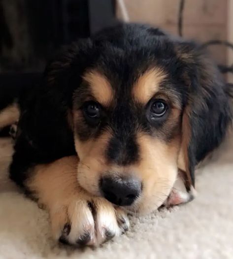 36 Golden Retriever Mixes Too Adorable To Be Real Golden Retriever Husky Mix Puppies, Funny Golden Retriever Pictures, Golden Mountain Dog, Golden Retriever Mix Puppies, Bernese Mountain Dog Mix, Golden Retriever Husky, Basset Hound Mix, Dog Golden Retriever, Golden Mountain