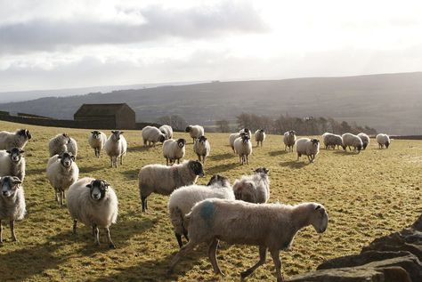 North Pennines Area of Outstanding Natural Beauty North Pennines, Funny Animal Art, Pic Funny, Cool Animals, Durham England, Animal Print Wallpaper, About Animals, Pretty Animals, Silly Animals