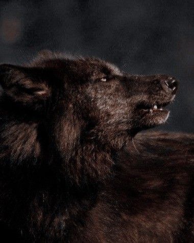 Dark Brown Wolf Aesthetic, Brown Wolf Aesthetic, Werewolf Aesthetic Male, Dark Brown Wolf, Stalker Vibes, Werewolf Concept, Brown Werewolf, Brown Wolf, Werewolf Aesthetic