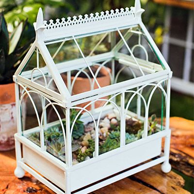 Wardian Case Terrariums, Tiny Greenhouse, Roof Top Patio, Wardian Case, Terrarium Succulent, Indoor Balcony, Beautiful Terrariums, Outdoor Buildings, Cat Grass