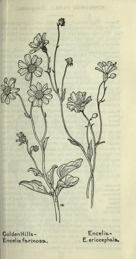 Vintage Flower Drawing, Wild Flowers Drawing, Wild Flower, Wild Flowers Tattoo, Wild Flower Tattoo, Botanical Field Notes, Vintage Field Guide, Antique Flower Illustration, Vintage Wild Flowers Illustration