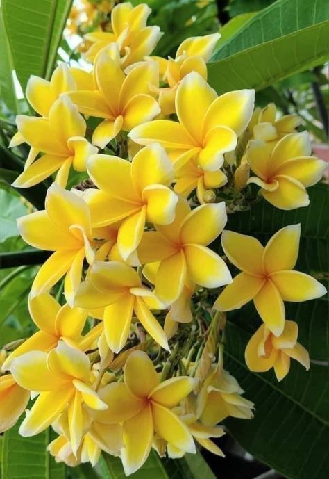 Summer Flowers Garden, Plumeria Flowers, Flower Garden Design, Beautiful Flowers Wallpapers, Beautiful Flowers Pictures, Fragrant Flowers, Tulips Flowers, Perennial Plants, Flower Images