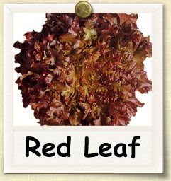 How to Grow Red Leaf Lettuce | Guide to Growing Red Leaf Lettuce Leaf Lettuce Recipes, Garden List, Red Oak Leaf, Red Lettuce, Lettuce Recipes, Red Leaf Lettuce, Leaf Lettuce, Types Of Red, Lettuce Seeds