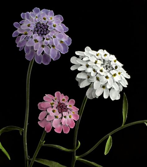 Candytuft Flower, Cute Good Night, Flower Images, Cool Plants, Slot Machine, Amazing Flowers, Flower Drawing, Purple Flowers, Black Background