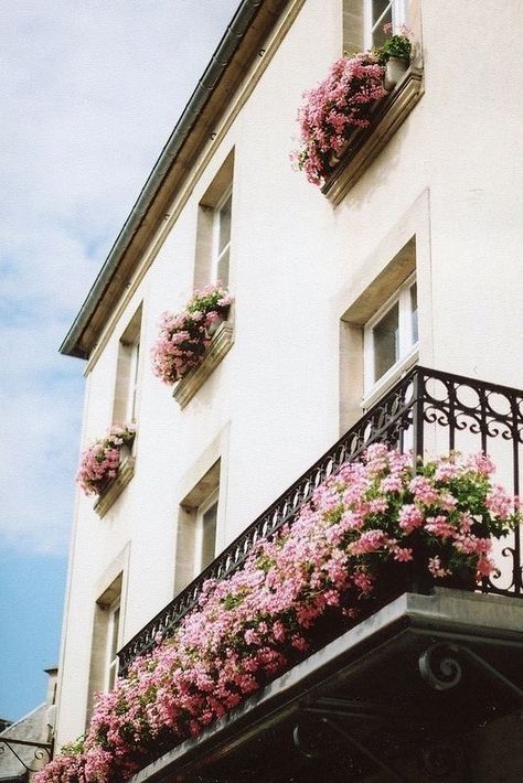 French Balcony, Sustainable Flowers, Small Balcony Garden, نباتات منزلية, Balcony Flowers, Balcony Plants, The Balcony, Window Boxes, Balcony Design