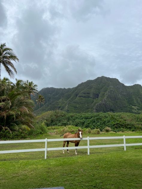 hawaii, horses, mountain, beautiful, views, vacation, photography Horses In Hawaii, Hawaii Countryside, Hawaii Ranch, Hawaii Farm, Tropical Farm, Hawaii Lifestyle, Kailua Hawaii, Hawaii Adventures, Kualoa Ranch