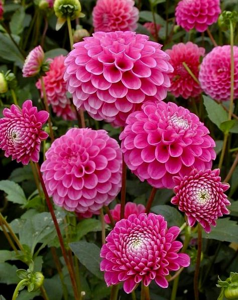 Dahlia Flower Garden, How To Grow Dahlias, Grow Dahlias, Mexican Garden, Fairy Lights Garden, Purple Bridal Bouquet, Fairy Lights Decor, Growing Dahlias, Pink Shade