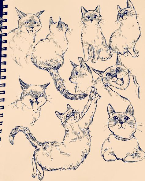 @babycoconutcat 👶🏻 🥥 🐱 #art #drawing #cats Bev Johnson, Cat Drawing Tutorial, Cats Art Drawing, Cat Sketch, Arte Van Gogh, 강아지 그림, Drawing Cats, Warrior Cat, Cats Illustration