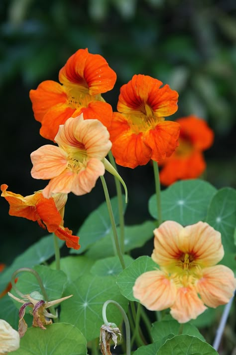 Nasturtium Aesthetic, Nasturtium Tattoo, Nasturtium Flower, Grow From Seed, A Drop Of Water, Hibiscus Plant, Drop Of Water, Flower Art Images, Growing Seeds