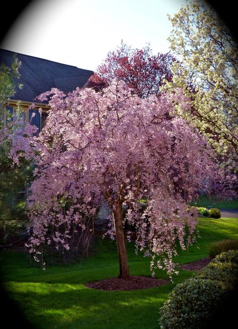 Weeping Flowering Cherry Tree - my neighbor's (photo taken by me) Blossom Tree Garden, Cherry Tree Garden, Beautiful Flower Gardens, Front Yard Flowers, Yard Flowers, Weeping Cherry Tree, Weeping Cherry, Trees For Front Yard, Flowering Cherry Tree