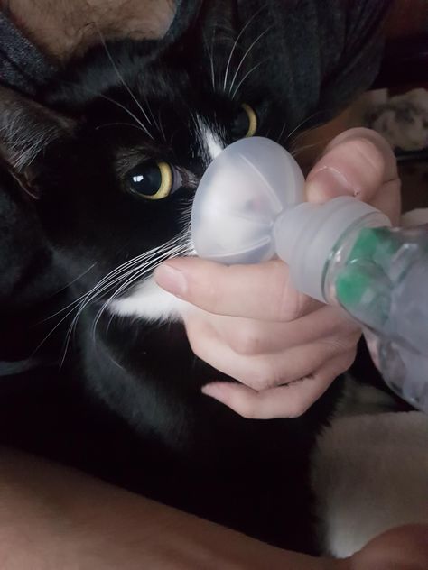 My cat Kreacher has Asthma. Here she is being a good girl getting her daily inhaler. Cat Bubble, 90s Ootd, Automatic Litter Box, Cat Top, Cat Litter Box, Good Girl, Cat Litter, Litter Box, My Cat