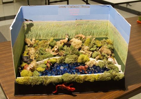 Science Fair Prairie Biome Prairie Biome Project, Biome Project Ideas, Ecosystems Diorama, Shoe Box Diorama, Biome Project, Grassland Biome, Biomes Project, Ecosystems Projects, Desert Biome