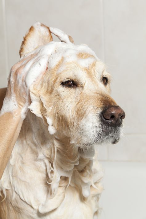 Best Place to Make Your Dog Smell Less Bad: Logan Pets (Photo via istockphoto) Golden Puppies, Dog Grooming Salons, Goldendoodle Puppies, Dog Grooming Tips, Dog Smells, Dog Grooming Business, Dog List, Dog Wash, Pet Clinic