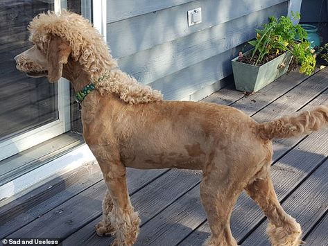 Golden Doodle Mullet Haircut, Dog Mullet Haircut, Poodle Summer Cut, Dog Mullet, Dog Mohawk, Poodle Puppy Cut, Standard Poodle Haircuts, Doodle Breeds, Poodle Haircut Styles