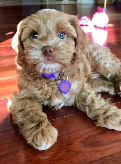 Brown Cavapoo, Scruffy Dogs, Teddy Bear Puppies, Maltipoo Puppies, Puppy Mom, Cockapoo Dog, Dog Mommy, Very Cute Puppies, Baby Pugs