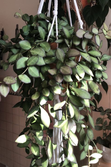 The Story on Hoya Sp. Aff. Burtoniae. — The Midwestern Jungle. Hoya Burtoniae Green, Hoya Burtoniae Care, Hoya Collection, Plant Obsession, Wishlist Plants, Hoya Plant, Strange Flowers, Balcony Plants, Blue Sage