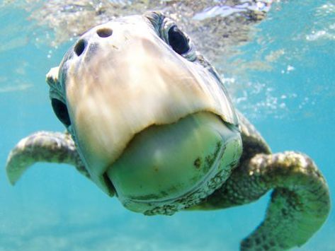 39 incredible award-winning underwater photos that will take your breath away Underwater Pictures, Green Sea Turtle, Turtle Love, Underwater Photos, Cute Turtles, A Turtle, Underwater Photography, Underwater World, Sea Animals