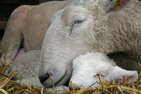 Sleeping Lamb, Baa Baa Black Sheep, Sheep Art, Counting Sheep, Sheep And Lamb, A Sheep, Vegan Animals, Baby Goats, My Photos