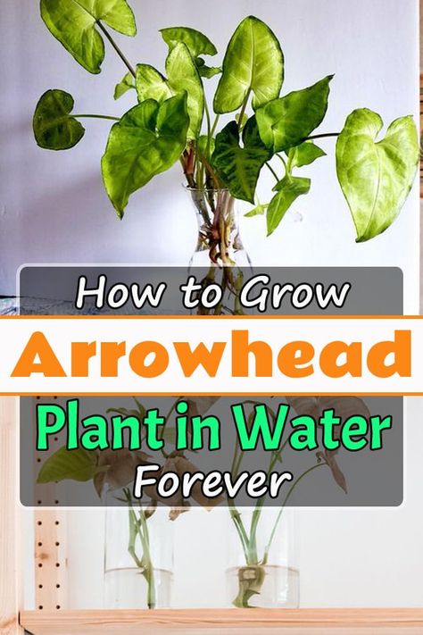 Arrowhead Plant In Water, Cat Friendly Plants, Water Plants Indoor, Plants Grown In Water, Lucky Bamboo Plants, Plants In Jars, Arrowhead Plant, Garden Remedies, Beautiful Terrariums