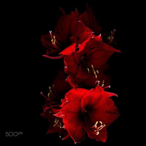 Carrying Flowers, Become A Florist, Buying Flowers, Red Amaryllis, Bulbous Plants, Background Flowers, Amaryllis Flowers, Feminine Energy Aesthetic, Dark Flowers