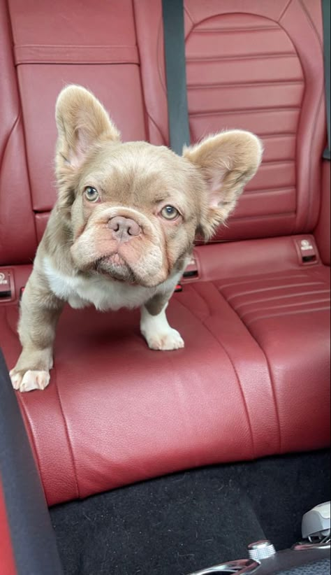 Fluffy French Bulldog Puppies, Fluffy French Bulldog Full Grown, Fluffy French Bulldog, Fluffy Frenchie, Cute Bulldog Puppies, Dog Mommy, Very Cute Puppies, Frenchie Mom, Bulldog Puppies For Sale