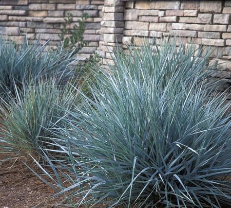 17 Top Ornamental Grasses Festuca Glauca Intense Blue, Ornamental Grasses For Shade, Ranch Landscape, Media Sombra, Blue Fescue, Shade Grass, Planting Ideas, Backyard Pool Landscaping, Low Maintenance Landscaping